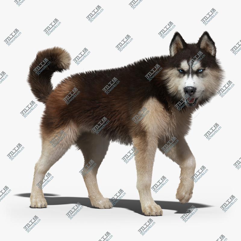 images/goods_img/202105074/Siberian Husky(2)(FUR)(ANIMATED)/2.jpg